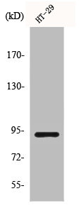 Western Blot analysis of HT29 cells using Catenin-β Polyclonal Antibody