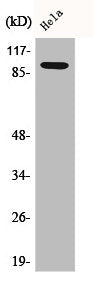 Western Blot analysis of HeLa cells using Catenin-β1 Polyclonal Antibody
