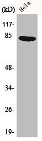Western Blot analysis of HeLa cells using Catenin-γ Polyclonal Antibody