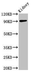 ADAMTS4 Antibody, HRP conjugated – Figure 1 of 4