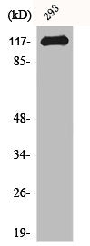 Western Blot analysis of 293 cells using Cbl Polyclonal Antibody