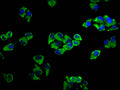 Immunofluorescence staining of Hela cells with CSB-PA001341LA01HU at 1:33, counter-stained with DAPI. The cells were fixed in 4% formaldehyde, permeabilized using 0.2% Triton X-100 and blocked in 10% normal Goat Serum. The cells were then incubated with the antibody overnight at 4&deg;C. The secondary antibody was Alexa Fluor 488-congugated AffiniPure Goat Anti-Rabbit IgG(H+L).