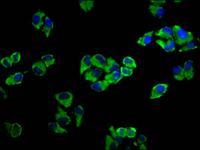Immunofluorescence staining of Hela cells with CSB-PA001341LA01HU at 1:33, counter-stained with DAPI. The cells were fixed in 4% formaldehyde, permeabilized using 0.2% Triton X-100 and blocked in 10% normal Goat Serum. The cells were then incubated with the antibody overnight at 4&deg;C. The secondary antibody was Alexa Fluor 488-congugated AffiniPure Goat Anti-Rabbit IgG(H+L).