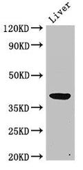 Western Blot
Positive WB detected in: Rat liver tissue
All lanes: ADH5 antibody at 2ug/ml
Secondary
Goat polyclonal to rabbit IgG at 1/50000 dilution
Predicted band size: 40 kDa
Observed band size: 40 kDa