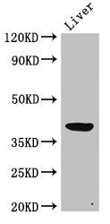 Western Blot
Positive WB detected in: Rat liver tissue
All lanes: ADH5 antibody at 2ug/ml
Secondary
Goat polyclonal to rabbit IgG at 1/50000 dilution
Predicted band size: 40 kDa
Observed band size: 40 kDa