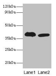 Adh5 Antibody, FITC conjugated – Figure 1 of 1