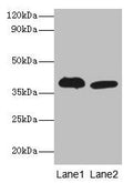 Adh5 Antibody, HRP conjugated – Figure 1 of 1