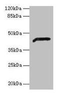 ADH7 Antibody, Biotin conjugated – Figure 1 of 4