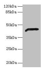 ADH7 Antibody, Biotin conjugated – Figure 1 of 4