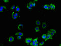 Immunofluorescent analysis of MCF-7 cells using CSB-PA001388LA01HU at dilution of 1:100 and Alexa Fluor 488-congugated AffiniPure Goat Anti-Rabbit IgG(H+L)