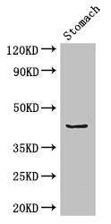 Western Blot
Positive WB detected in: Mouse stomach tissue
All lanes: ADRM1 antibody at 2.7ug/ml
Secondary
Goat polyclonal to rabbit IgG at 1/50000 dilution
Predicted band size: 43 kDa
Observed band size: 43 kDa