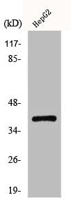Western Blot analysis of HepG2 cells using CCRL1 Polyclonal Antibody