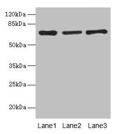 Afp Antibody, HRP conjugated – Figure 1 of 1