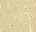 AFTPH Antibody, HRP conjugated – Figure 1 of 1