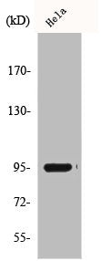 Western Blot analysis of Hela cells using CD284 Polyclonal Antibody