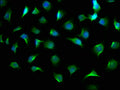 Immunofluorescence staining of A549 cells with CSB-PA001446LA01HU at 1:100, counter-stained with DAPI. The cells were fixed in 4% formaldehyde, permeabilized using 0.2% Triton X-100 and blocked in 10% normal Goat Serum. The cells were then incubated with the antibody overnight at 4°C. The secondary antibody was Alexa Fluor 488-congugated AffiniPure Goat Anti-Rabbit IgG(H+L).