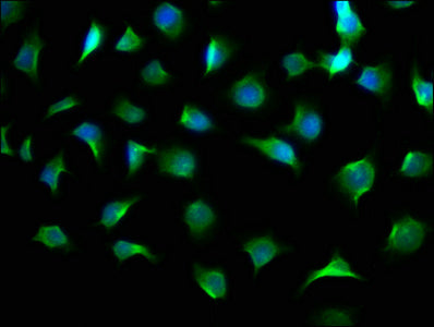 Immunofluorescence staining of A549 cells with CSB-PA001446LA01HU at 1:100, counter-stained with DAPI. The cells were fixed in 4% formaldehyde, permeabilized using 0.2% Triton X-100 and blocked in 10% normal Goat Serum. The cells were then incubated with the antibody overnight at 4°C. The secondary antibody was Alexa Fluor 488-congugated AffiniPure Goat Anti-Rabbit IgG(H+L).