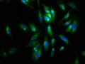 Immunofluorescence staining of Hela cells with CSB-PA001461LA01HU at 1:133, counter-stained with DAPI. The cells were fixed in 4% formaldehyde, permeabilized using 0.2% Triton X-100 and blocked in 10% normal Goat Serum. The cells were then incubated with the antibody overnight at 4&deg;C. The secondary antibody was Alexa Fluor 488-congugated AffiniPure Goat Anti-Rabbit IgG(H+L).