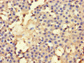 AHCY Antibody, Biotin conjugated – Figure 1 of 1