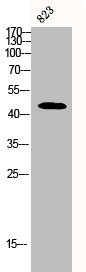 Western Blot analysis of 823 cells using CD95 Polyclonal Antibody