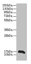 Aif1 Antibody, FITC conjugated – Figure 1 of 1