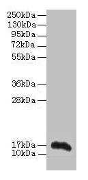 Aif1 Antibody, FITC conjugated – Figure 1 of 1