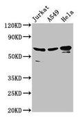 AIFM1 Antibody, Biotin conjugated – Figure 1 of 4