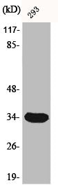 Western Blot analysis of 293 cells using Cdc2 Polyclonal Antibody