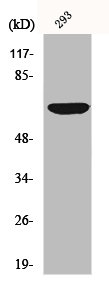 Western Blot analysis of COS7 cells using Cdc23 Polyclonal Antibody