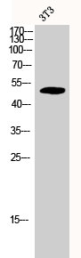 Western Blot analysis of 3T3 cells using Cdc37 Polyclonal Antibody