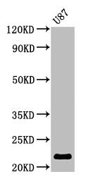 AK1 Antibody, Biotin conjugated – Figure 1 of 2