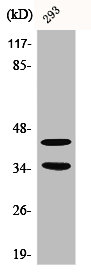 Western Blot analysis of 293 cells using Cdk10 Polyclonal Antibody