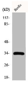 CDK2 Antibody – Figure 1 of 2