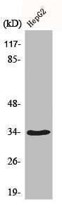 Western Blot analysis of HepG2 cells using Cdk2 Polyclonal Antibody
