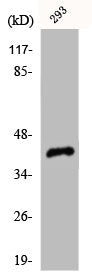 Western Blot analysis of 293 cells using Cdk7 Polyclonal Antibody
