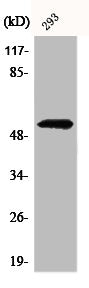 Western Blot analysis of 293 cells using Cdk8 Polyclonal Antibody