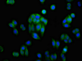 Immunofluorescence staining of HepG2 cells with CSB-PA001542LA01HU at 1:100, counter-stained with DAPI. The cells were fixed in 4% formaldehyde, permeabilized using 0.2% Triton X-100 and blocked in 10% normal Goat Serum. The cells were then incubated with the antibody overnight at 4&deg;C. The secondary antibody was Alexa Fluor 488-congugated AffiniPure Goat Anti-Rabbit IgG(H+L).