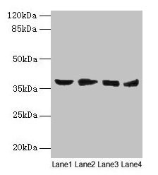 AKR1C2 Antibody, HRP conjugated – Figure 1 of 1