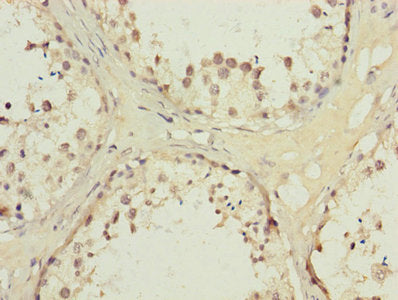 Immunohistochemistry of paraffin-embedded human testis tissue using CSB-PA001548LA01HU at dilution of 1:100