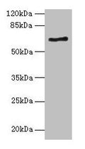 ALAS2 Antibody, HRP conjugated – Figure 1 of 3
