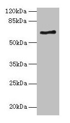 ALAS2 Antibody, HRP conjugated – Figure 1 of 3