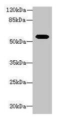 Aldh1a1 Antibody, FITC conjugated – Figure 1 of 1