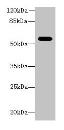 Aldh1a1 Antibody, Biotin conjugated – Figure 1 of 1