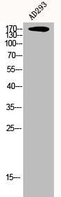 Western Blot analysis of AD293 cells using CEP170 Polyclonal Antibody