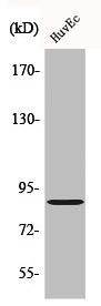 Western Blot analysis of HuvEc cells using cGKII Polyclonal Antibody