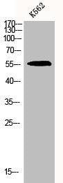 Western Blot analysis of K562 cells using Chk1 Polyclonal Antibody