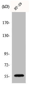 Western Blot analysis of LOVO cells using Chk1 Polyclonal Antibody