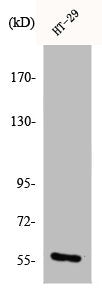 Western Blot analysis of HT29 cells using Chk1 Polyclonal Antibody