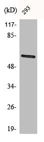 CHEK2 Antibody – Figure 1 of 1