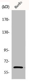 CHEK2 Antibody – Figure 1 of 2